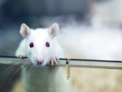 Does long-term androgen deficiency lead to metabolic syndrome in middle-aged rats?